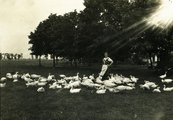 Tóalmási libapásztorlány 1900-ból