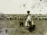 Hortobágyi juhnyáj és az elmaradhatatlan pásztorkutyák (1908)