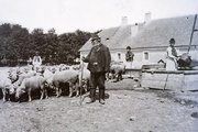 Itatáshoz készülődik a juhnyáj (1909)