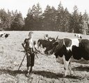 Fiatal gulyás a szarvasmarhákkal (1939)