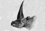 Az ún. szibériai unikornis (1878-as rajz)