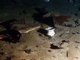 Egy kicsorbult kerámiatál és egyéb törmelékek a Titanic egyik szeméttárolójából