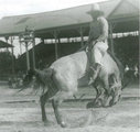 Jesse Stahl (1879-1935) rodeó közben