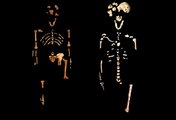 A 3,2 millió éves Lucy és a mintegy 250 ezer éves Neo csontváza