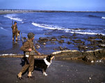 Amerikai katonák kutyákkal járőröznek Los Angeles partjainál potenciális japán támadókat figyelve