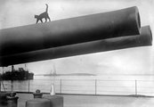 HMS Queen Elizabeth kabalaállata, egy macska sétál a 15 hüvelykes hajóágyú csövén 1915-ben
