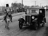 Az 1935-ben készült képen a 18 éves, cirkuszi előadóművészként dolgozó, törpenövésű Laffin Leslie a Jimmy névre elkeresztelt zebra hátán látható, amint a berkshire-i úton haladnak. Jimmyt egykor „az egyetlen meglovagolható zebrának” nevezték.