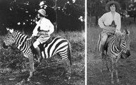 Osa Helen Johnson amerikai kalandor egy zebra hátán