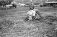 Disznóvágás a zalaszentgróti állami gazdaságban 1958-ban