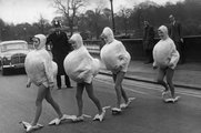 Egy brit rendőr 1966. március 10-én a londoni Hyde parkban lévő Serpentine-nél megállítja a forgalmat, hogy átengedjen négy, tojásból kikelő csibének öltözött nőt az úttesten. A Brit Tojásmarketing Bizottság megbízásából ekkoriban összesen 84 csibe népszerűsítette a tojásfogyasztást