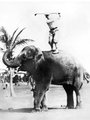 John Brophy profi golfozó Rosie-ról, a Miami Beach-i elefánt hátáról gyakorol 1929-ben 