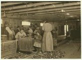 A négyéves Mary a felnőttek mellett tisztította meg héjától az osztrigákat egy louisianai élelmiszergyárban. Ekkor még nem dolgozott minden nap, a következő évtől azonban már rendszeresen ott volt édesanyja mellett, aki az egyik legjobb munkaerő volt. Édesapja a dunbari kikötőben dolgozott (1911)