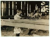 A Connecticut állambeli Hazardville egyik dohányfarmjának 8, 9 és 10 éves dolgozói. A 27 munkás közül 12-en nem voltak 14 évnél idősebbek (1917)