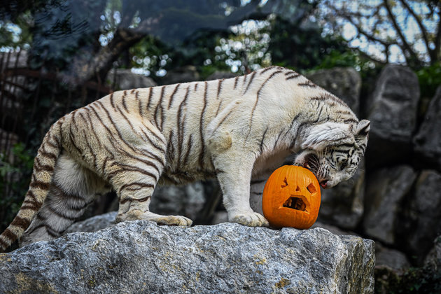 Kivételes csemege Halloween alkalmából