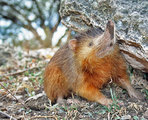 Haiti patkányvakond (Solenodon paradoxus)