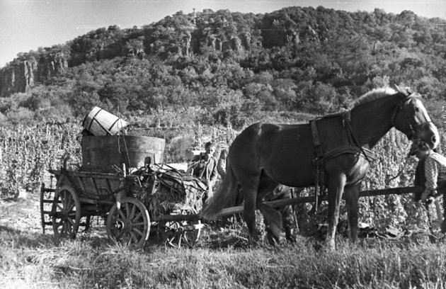 Egy lóerős Badacsonyi szüret (1959) (Fortepan / Mészáros Zoltán)