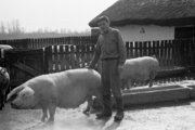 Tsz-disznó Monoron, 1971. (Fortepan/Péterffy István)