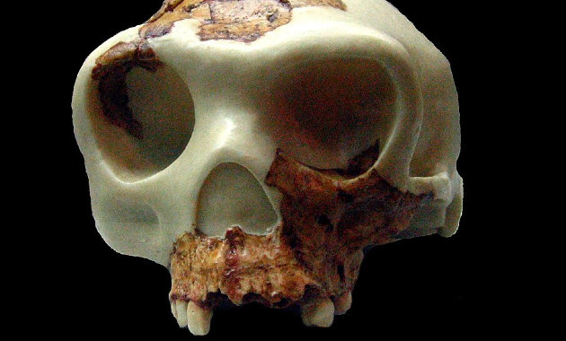 A Homo antecessor koponya rekonstrukciója a Museu d'Arqueologia de Catalunya-ban (Barcelona, ​​Spanyolország) (Illusztráció)