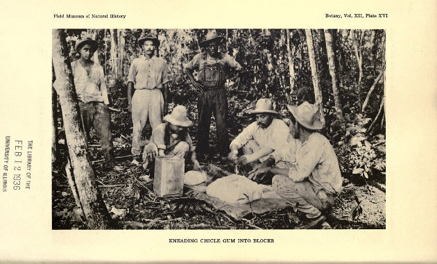 A kitermelt chicle tömbökbe rendezését Belizében ábrázoló fénykép a The forests and flora of British Honduras című 1936-os könyvből