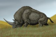 Az Elasmotherium sibiricum rekonstrukciója