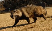 A Kelet-Ázsiában őshonos tanuki, avagy nyestkutya (kép forrása: insidescience.org)