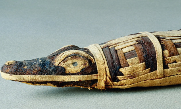 Néhány állatfajt a kihalás fenyegetett a tömeges mumifikálás miatt az ókori Egyiptomban