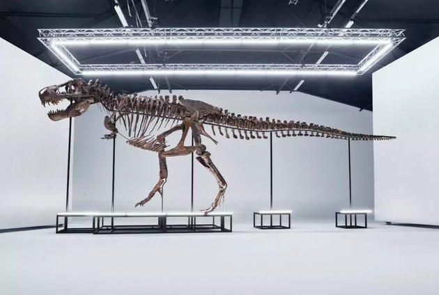 Tyrannosaurus rex-csontváz