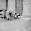 Kutyafenyítés az NSZK-ban, 1956