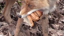 Szendvicset fogyasztó róka