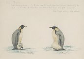 Császárpingvinek Wilson egyik korábbi útjáról