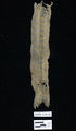 3500-4100 éves pamutszövetdarab