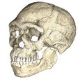 A csonttöredékek alapján alkotott koponyarekonstrukció