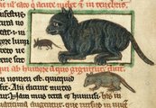 Egérre és patkányra vadászó macska ábrázolása egy középkori kódexben