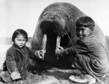 Az alaszkai Point Barrow-nál két inuit gyermek fogja a valószínűleg húsáért levadászott rozmár agyarát (1930 körül)