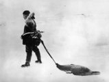 Egy inuit vadász Kanadában egy leölt fókát húz maga után (1924. március)
