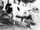 Calvin Coolidge Massachusetts kormányzójaként édesapja vermonti otthonában feji a tehenet 1920 júliusában