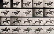 Muybridge vágtázó lóról készített sorozatképe