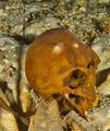 Naia koponyája a vízalatti barlangban