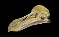 A dodó feje röntgen alatt