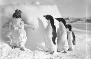 Hóvihart követően jéggel betakart Adélie-pingvinek a Denison-foknál