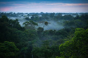 Az amazonasi őserdő