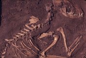 Az amerikai kontinens legrégebbi ismert kutyamaradványai csaknem 10 000 évesek