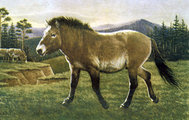 Így nézhetett ki a Equus lenensis