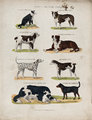 Hasznuk, illetve feladatuk szerint sorolt kutyafajták (kép forrása: History Today)