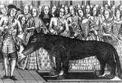 A „gévaudani fenevad” néven ismert óriási farkas, amelyet XV. Lajos francia király idején 113 ember megölésével vádoltak (kép forrása: National Geographic)