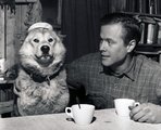 Szánhúzó kutya egy kutatóval az 1949-1952-es norvég Maudheim-expedíción (kép forrása: nettarkiv.npolar.no)