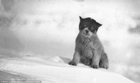 A Hóhivarnak elkeresztelt kiskutya, akit Hurley az első antarktiszi ausztrál expedíció során (1911-1914) fényképezett le