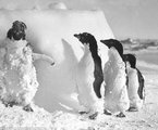Pingvinek az Antarktiszon egy hóvihar után
