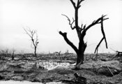 Egy levél sem maradt Hiroshima fáin