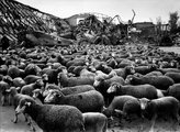 Bárányok egy elhagyatott lipcsei Luftwaffe-hangárban 1945-ben